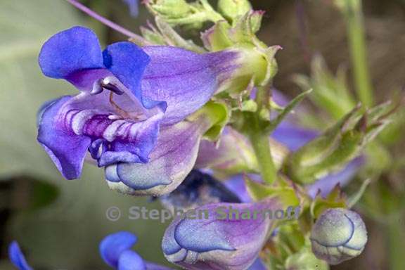 penstemon speciosus 8 graphic